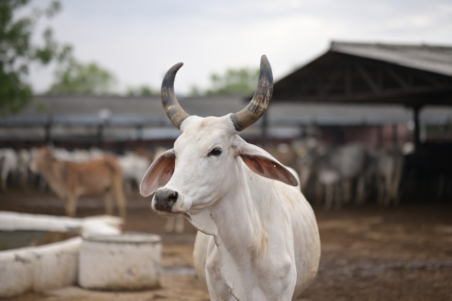 Cattle care