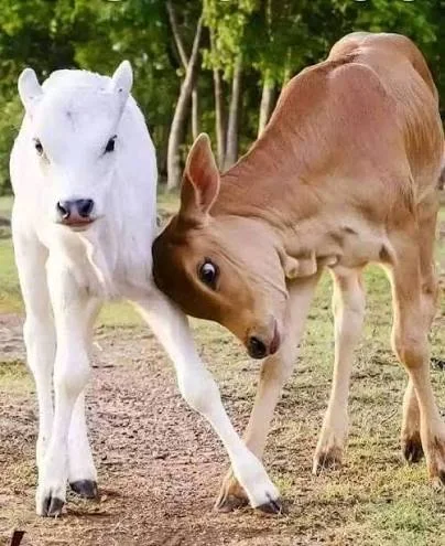 Young calves at the German Hightech Charitable Trust Gaushala
