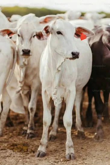 Young white cattle gathered together at the shelter – German Hightech Charitable Trust