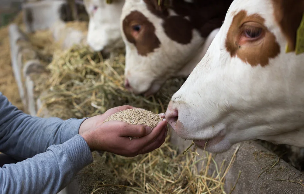Cow being hand-fed nutritious grain as part of one-day feeding support – German Hightech Charitable Trust