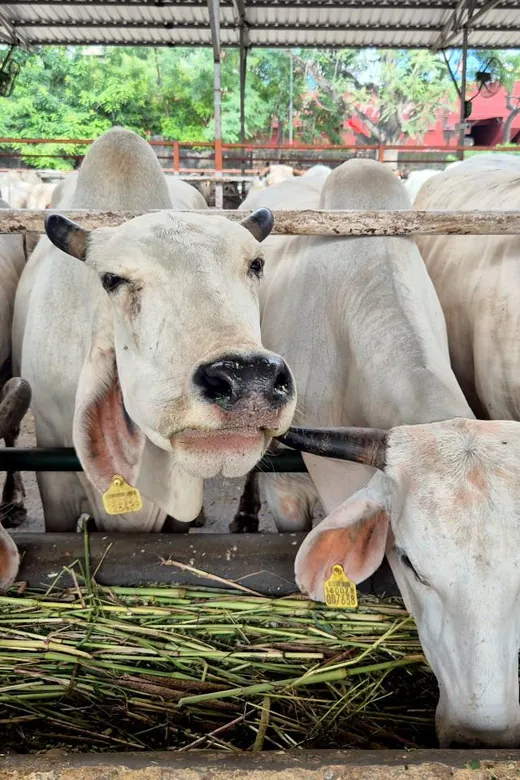 Representative cows feeding at a Gaushala for Gauri profile