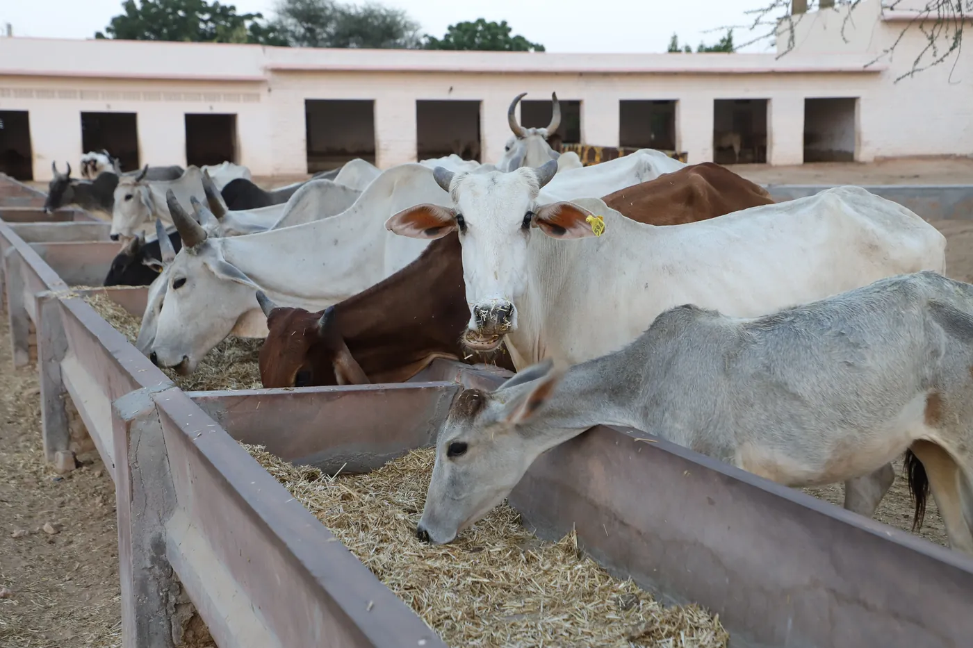 Representative Indian cattle at feeding time for Kamdhenu profile