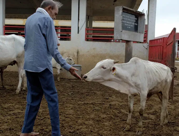 Cow adoption