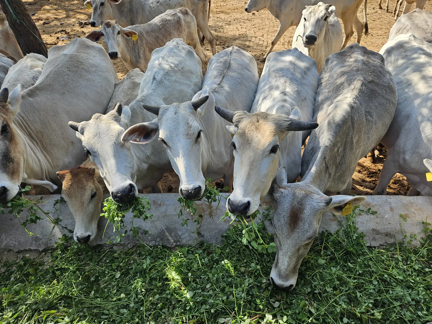 Cow welfare