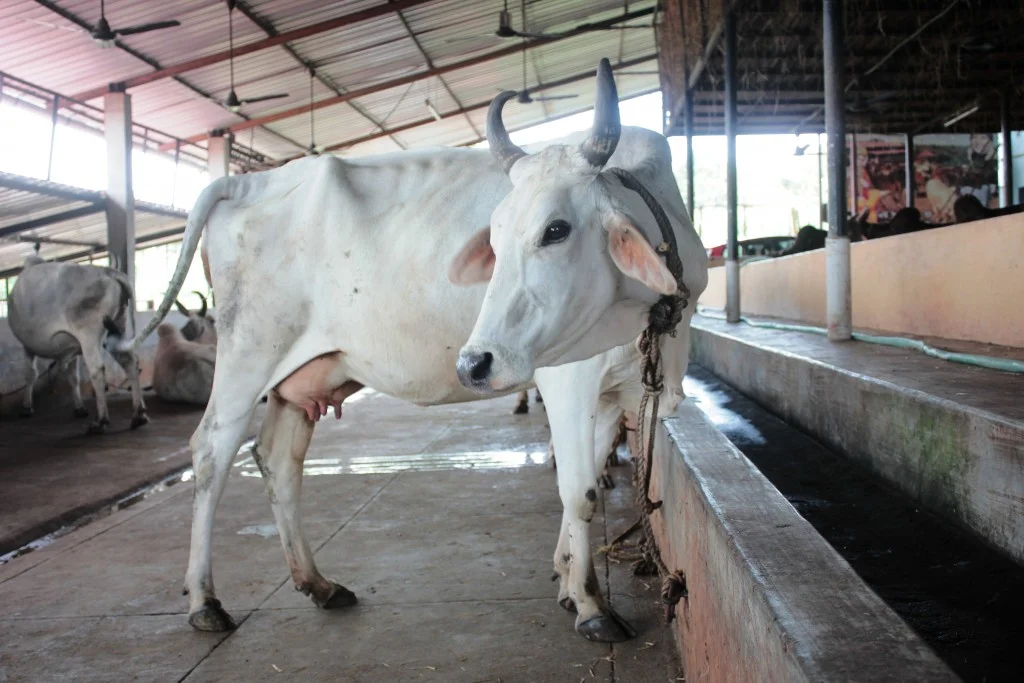 White cow at a gaushala